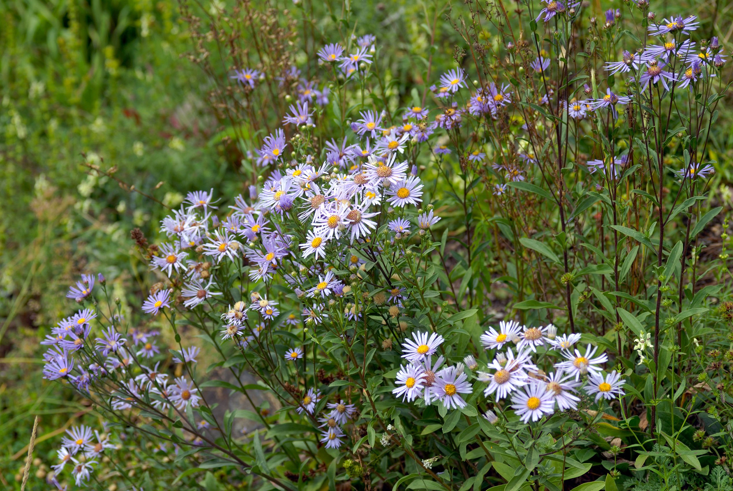 Астра Ромашковая Aster amellus