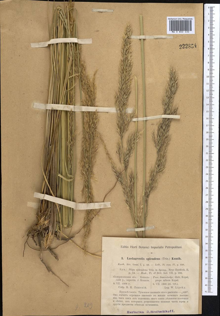 Ковыль тончайший (Stipa tenuissima)