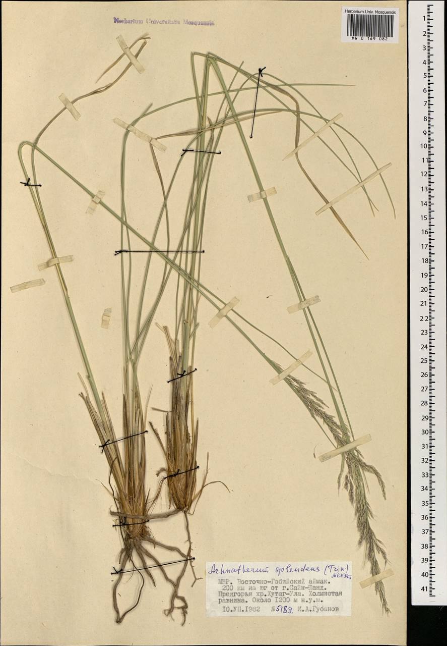 Achnatherum splendens