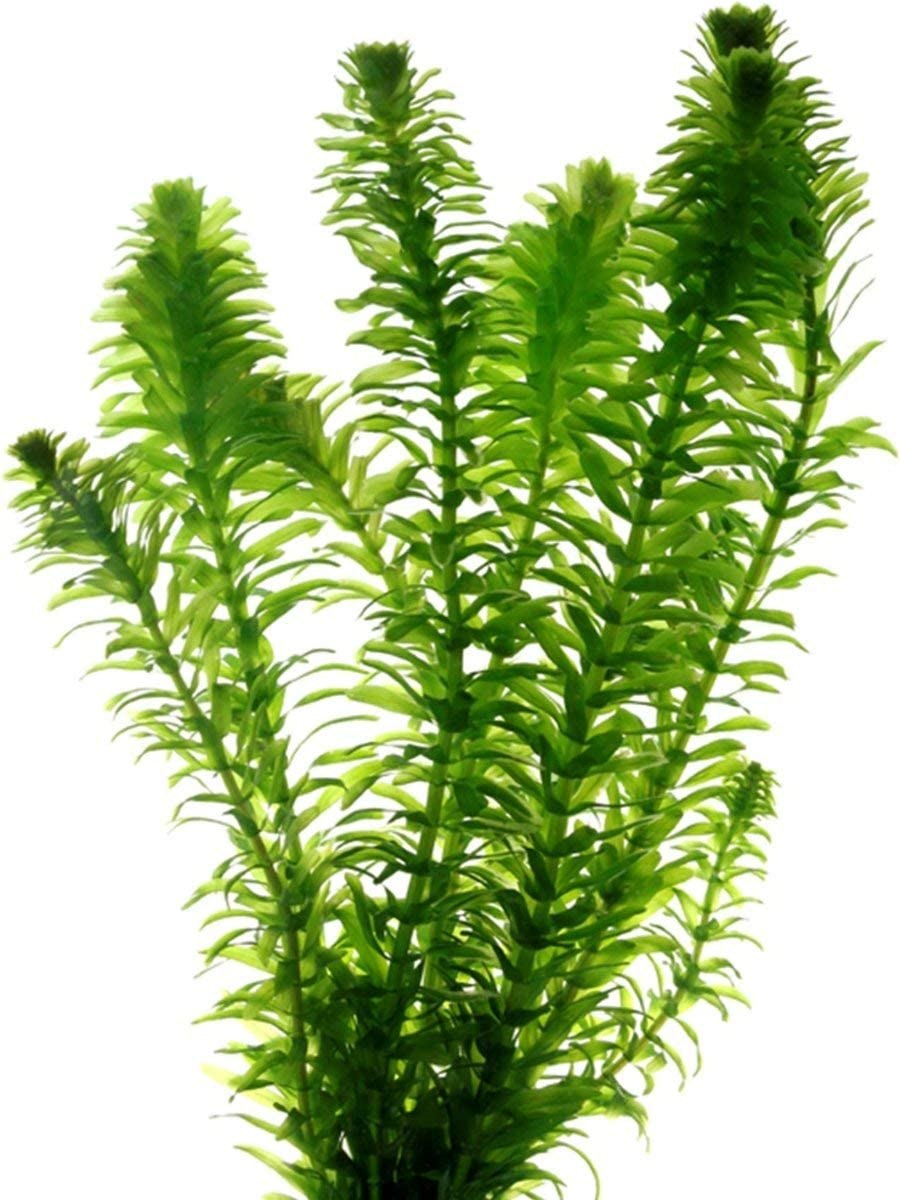 Акваскейп рюбоку