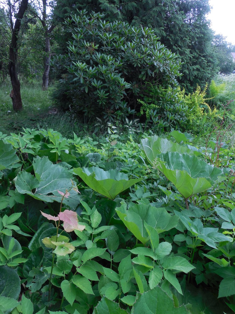 Лопух в Японии выращивают