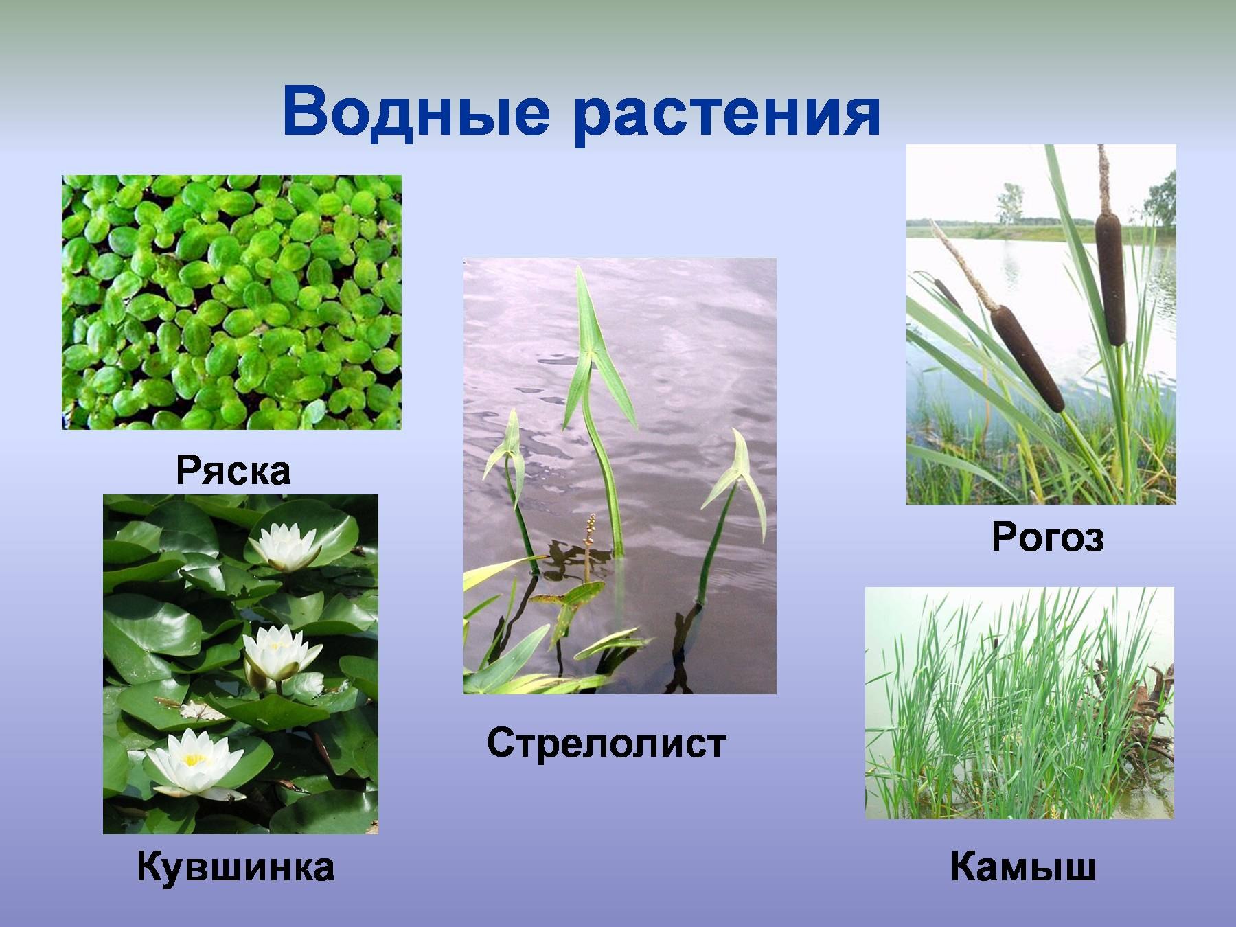 Примеры растений водоемов