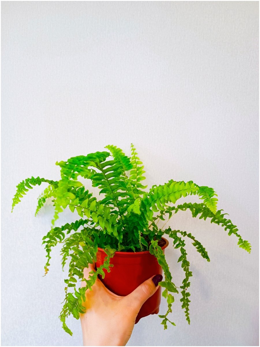 Горшок для папоротника размер