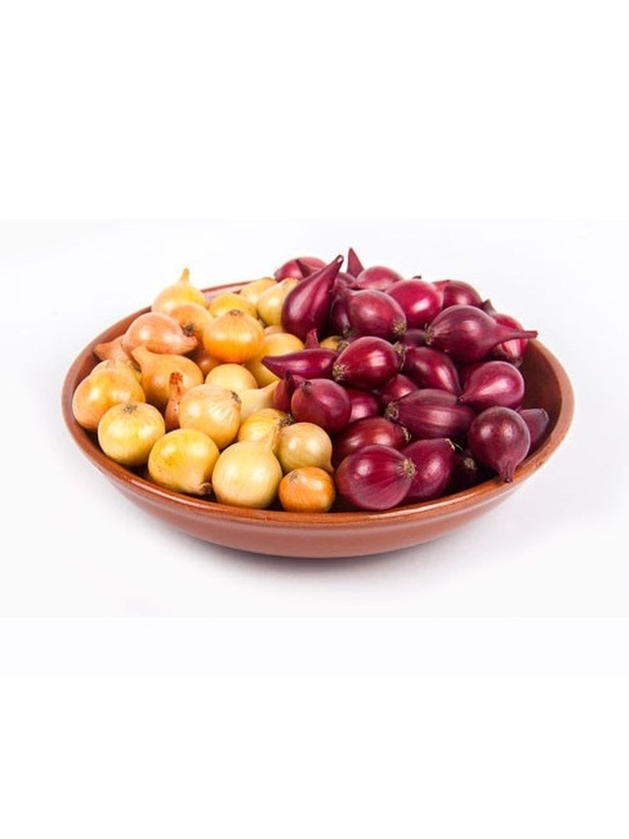 Луковица репчатого лука