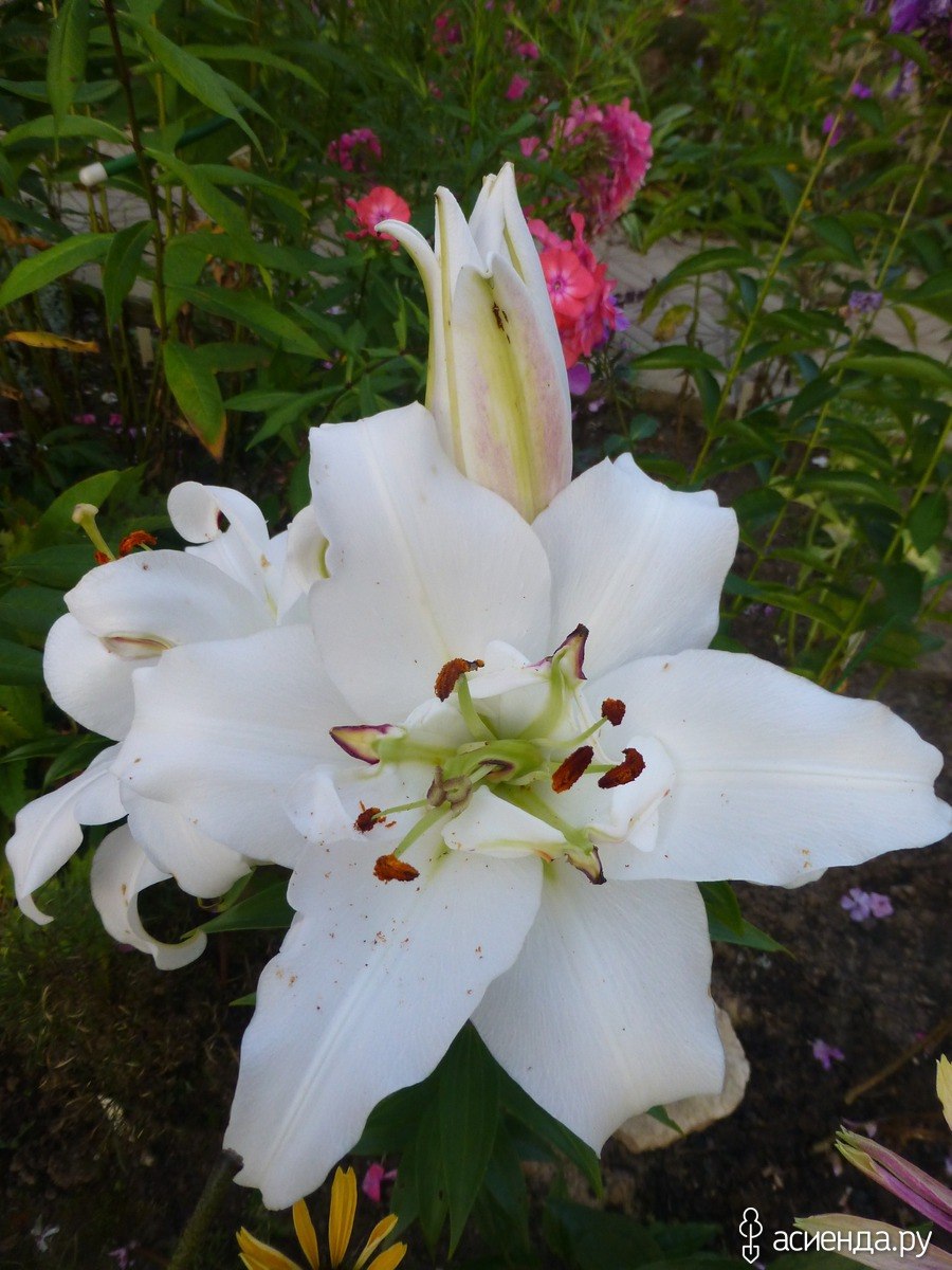 Лилия от-гибрид Вайт айз