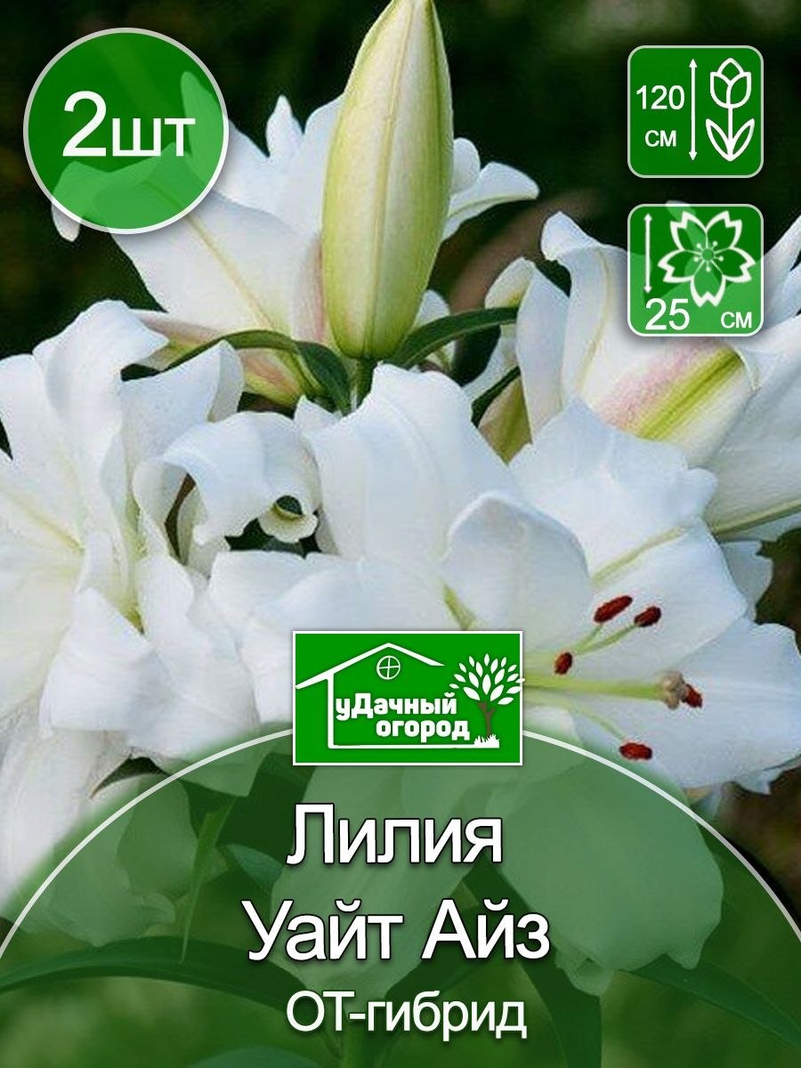 Лилия Восточная Плейтайм