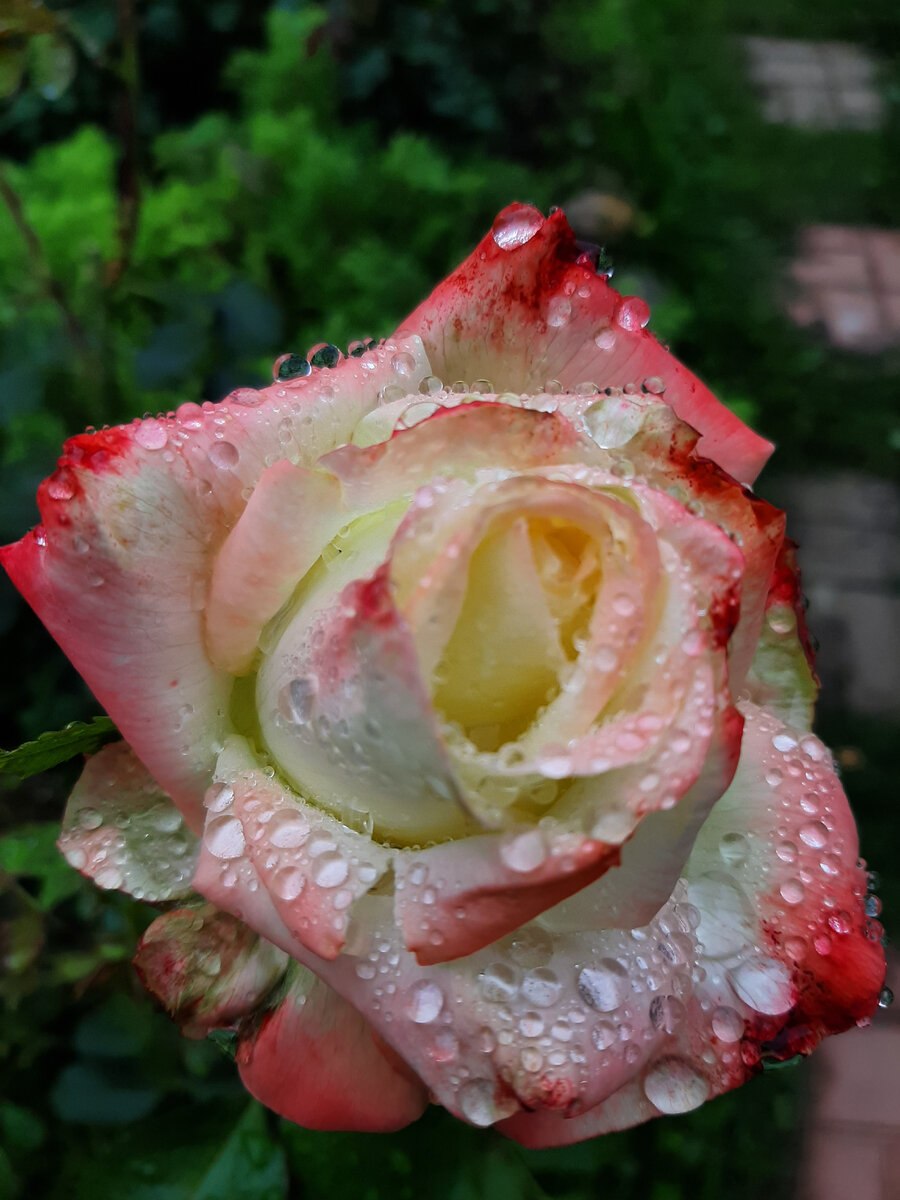 Роза императрица фарах