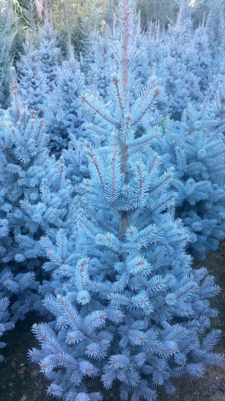 Ёлка голубая йел семена цена