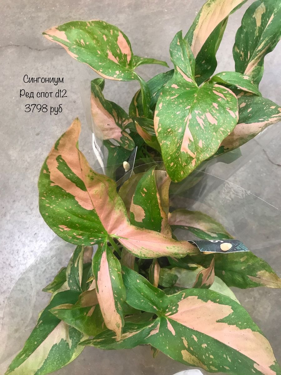 Сингониум трехлистный