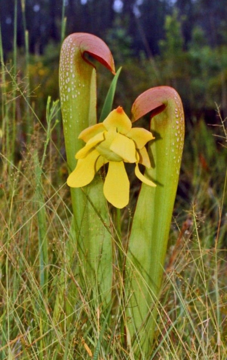 Саррацения всходы