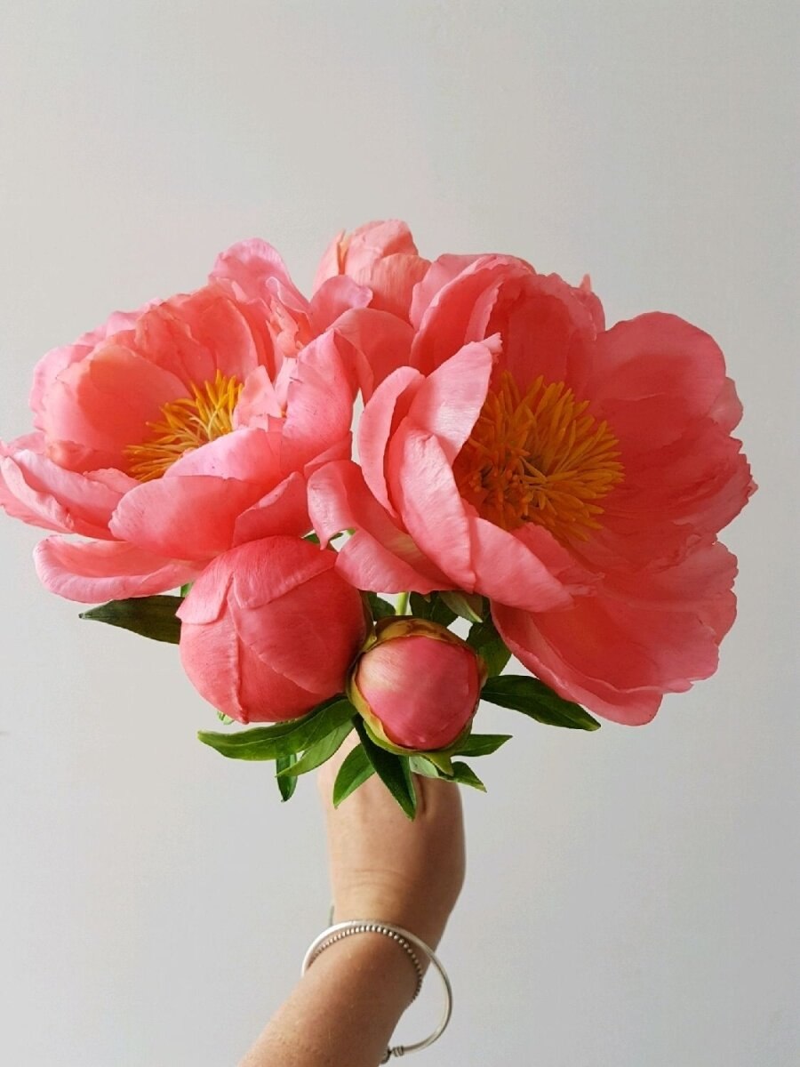 Пион Ито-гибрид Корал Суприм