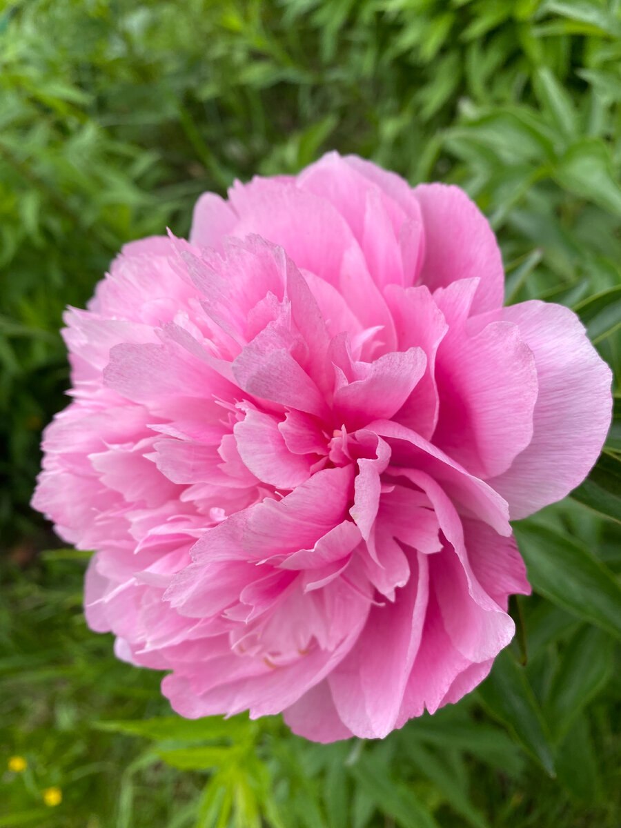 Пион Джокер