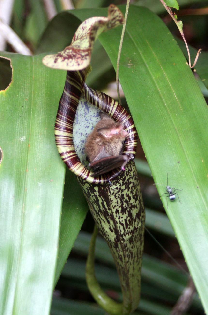 Цветок Борнео