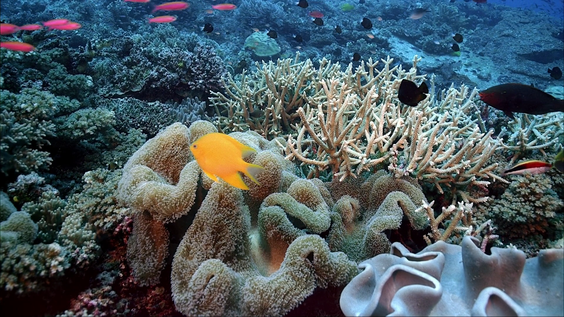 Индийский океан жизнь в океане. Риф Туббатаха Филиппины. Большой Барьерный риф коралловые полипы. Коралловые полипы в индийском океане.