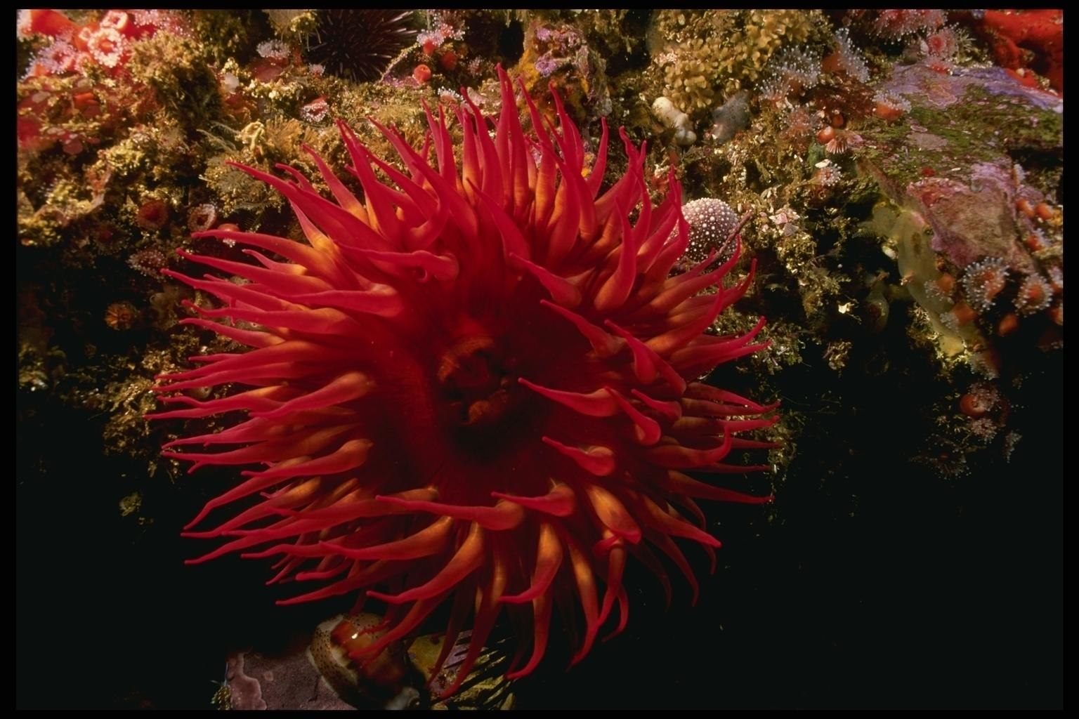 Тибетский морской цветок. Red Anemone морская. Коралл актиния. Трубчатая актиния.