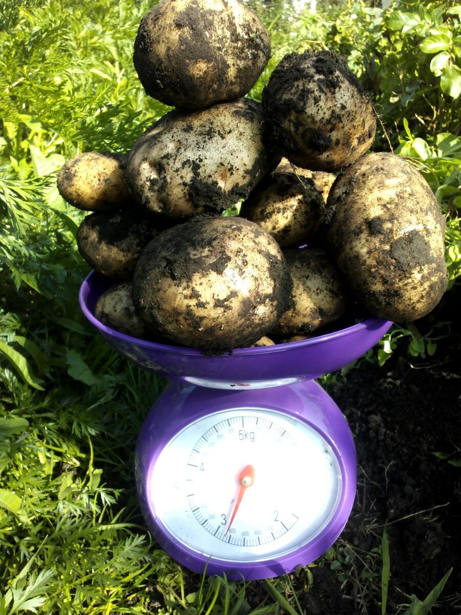 Семена картофеля Тулеевский