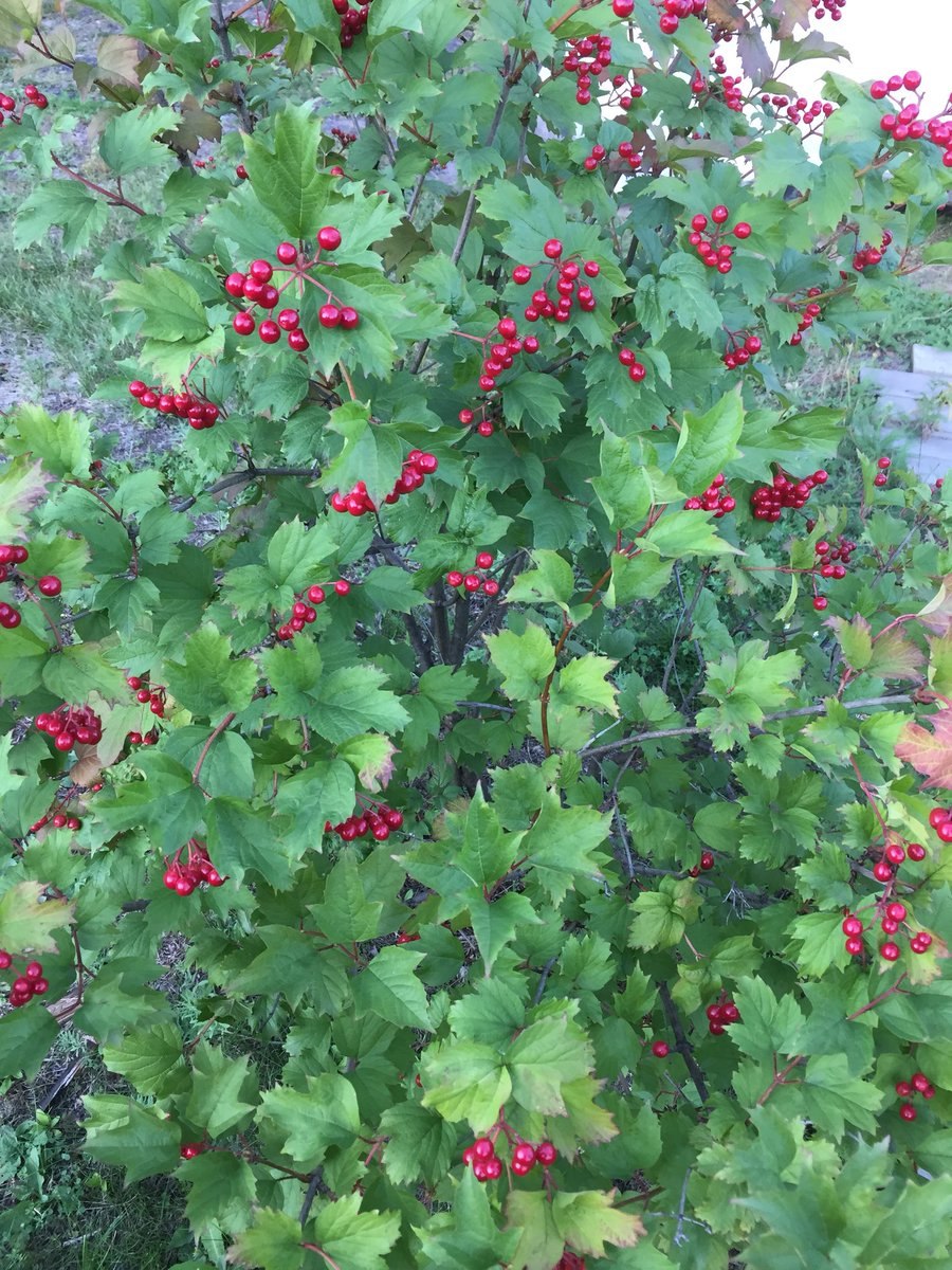 Калина обыкновенная красная гроздь