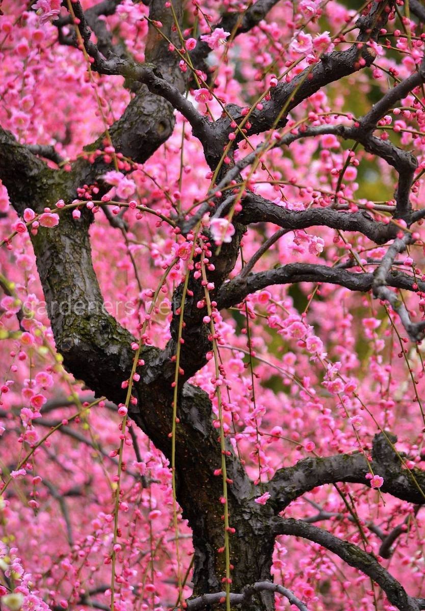 Мейхуа дерево