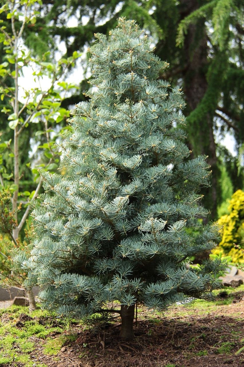 Пихта конколор "Abies concolor"