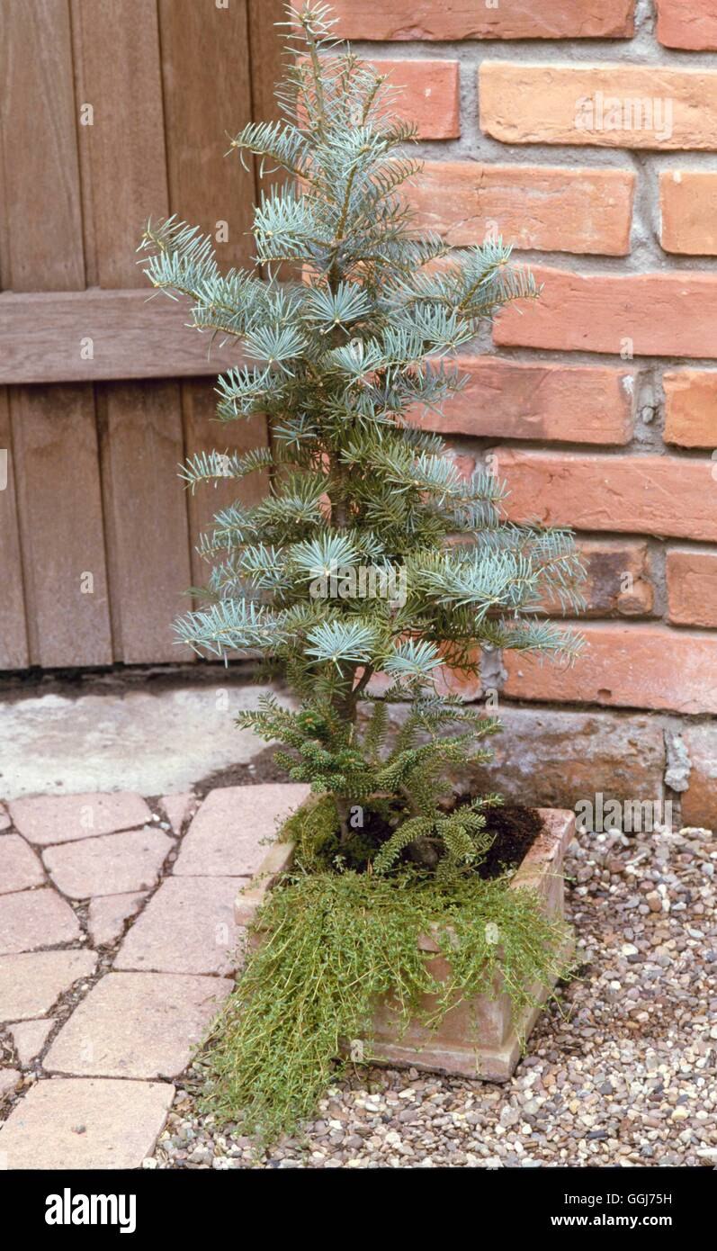 Abies concolor 'Archer's Dwarf'