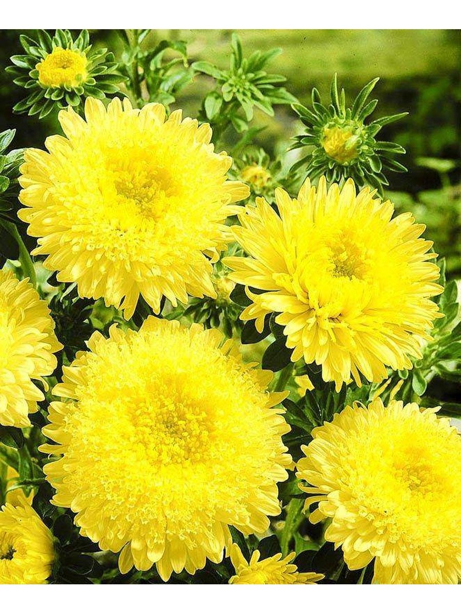 Benary's Princess Астра каллистефус