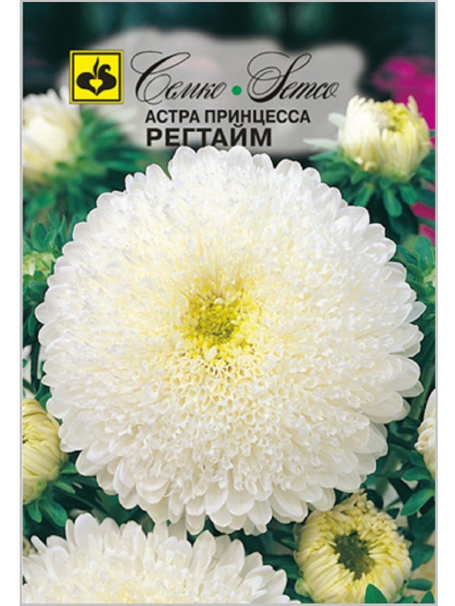 Астра балун Еллоу