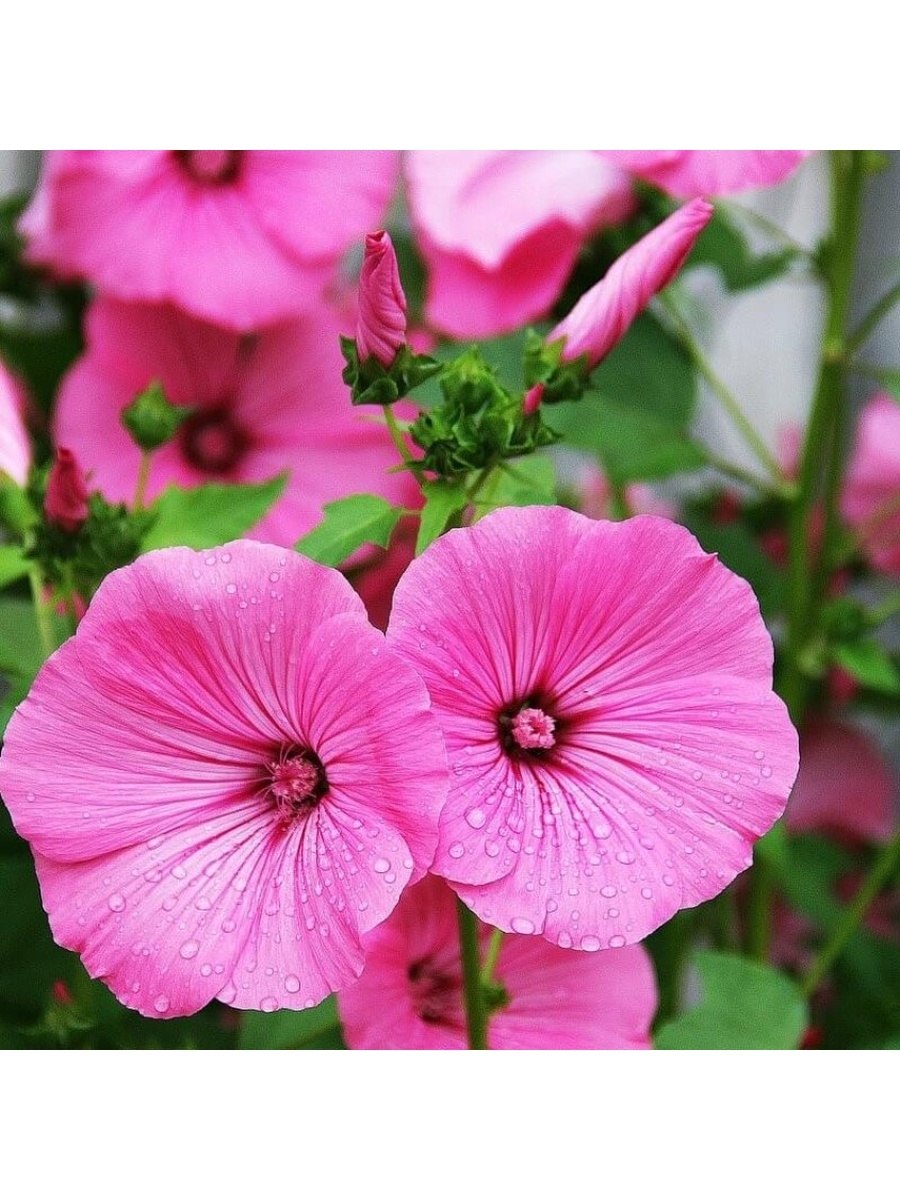 Лаватера низкорослая сорта