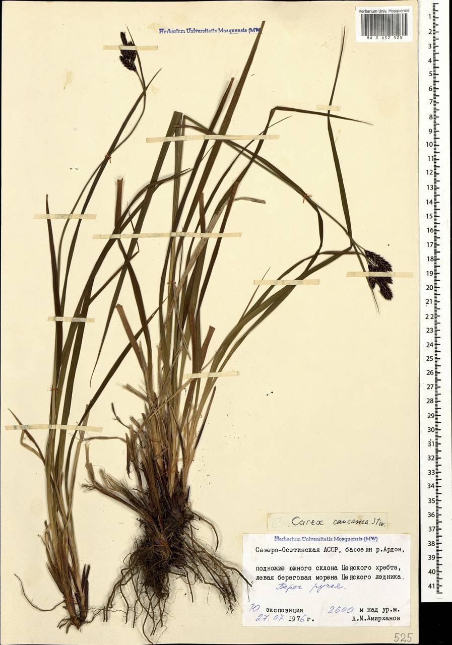 Carex transcaucasica