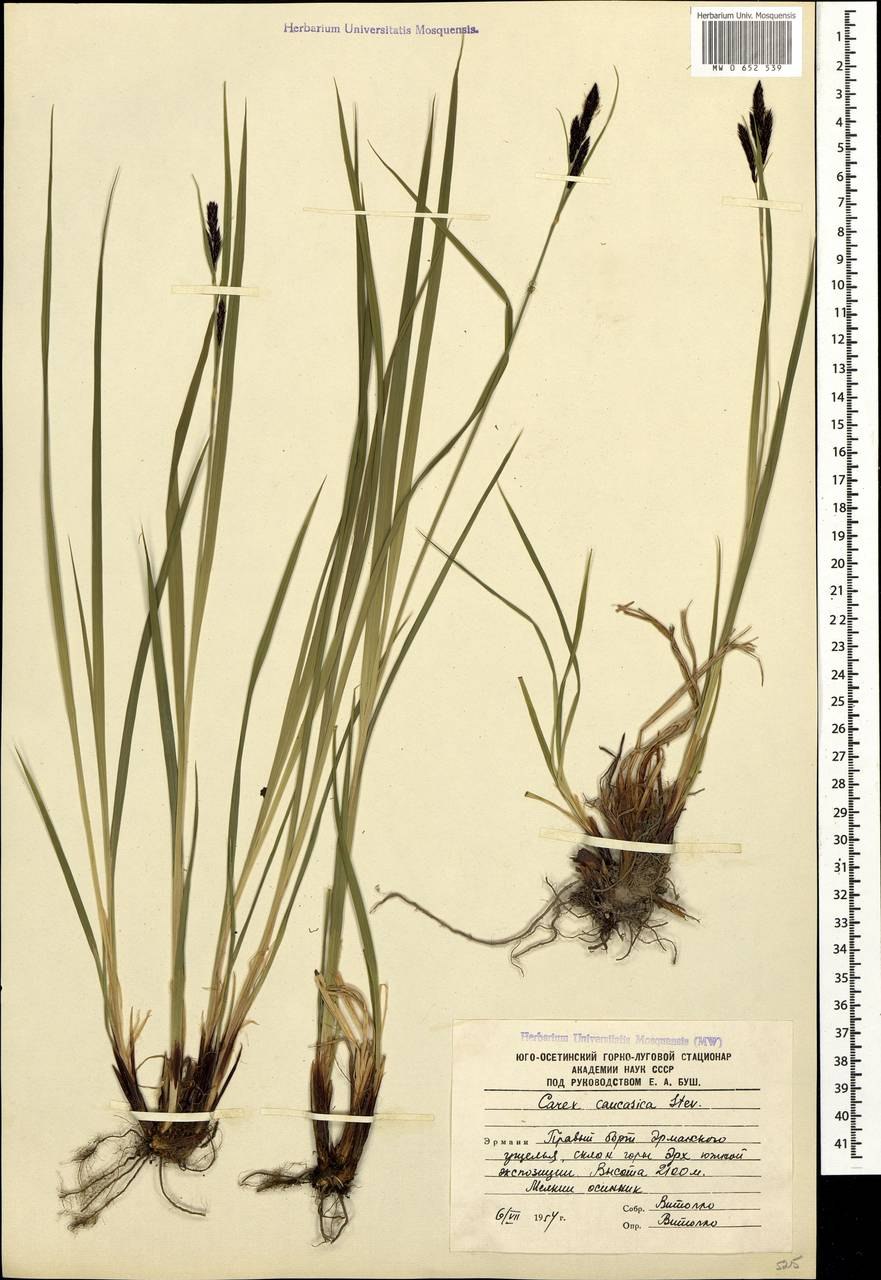 Carex arenaria