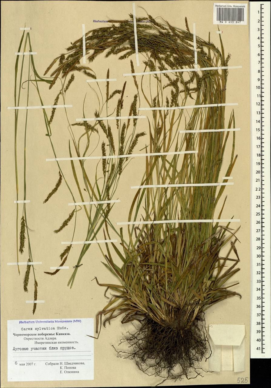 Осока кавказская здравница