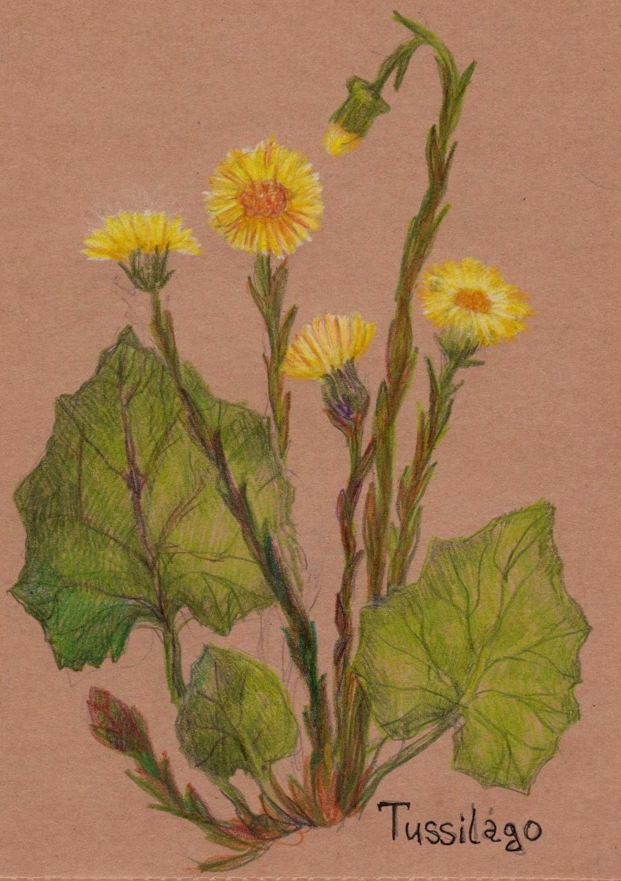 Мать-и-мачеха и одуванчик