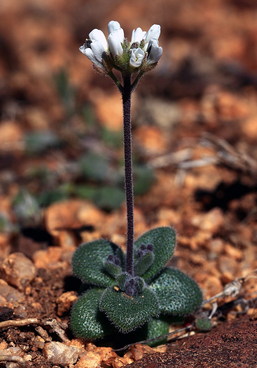 Ямало-Ненецкий автономный округ лесотундра