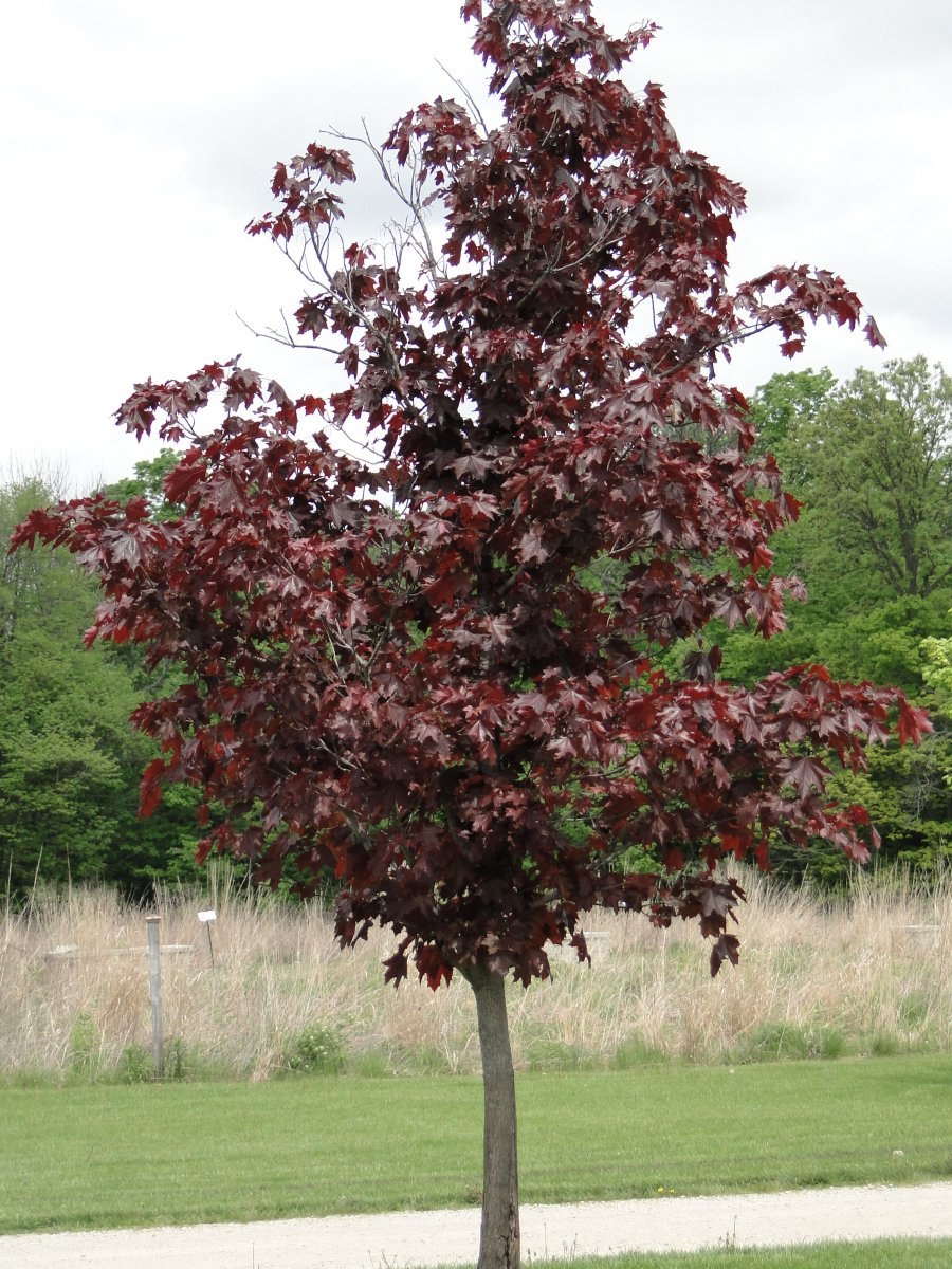 Лещина на штамбе