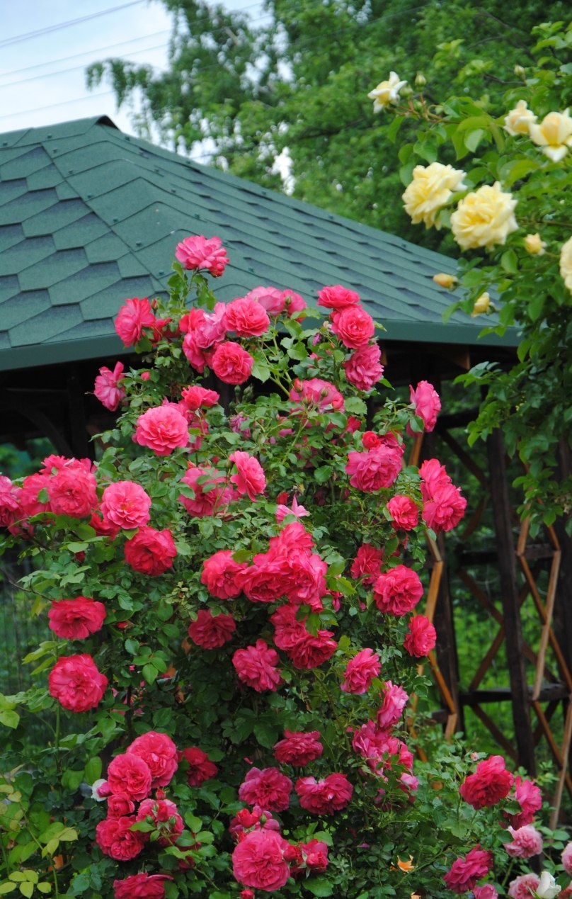 Роза розариум ютерсен