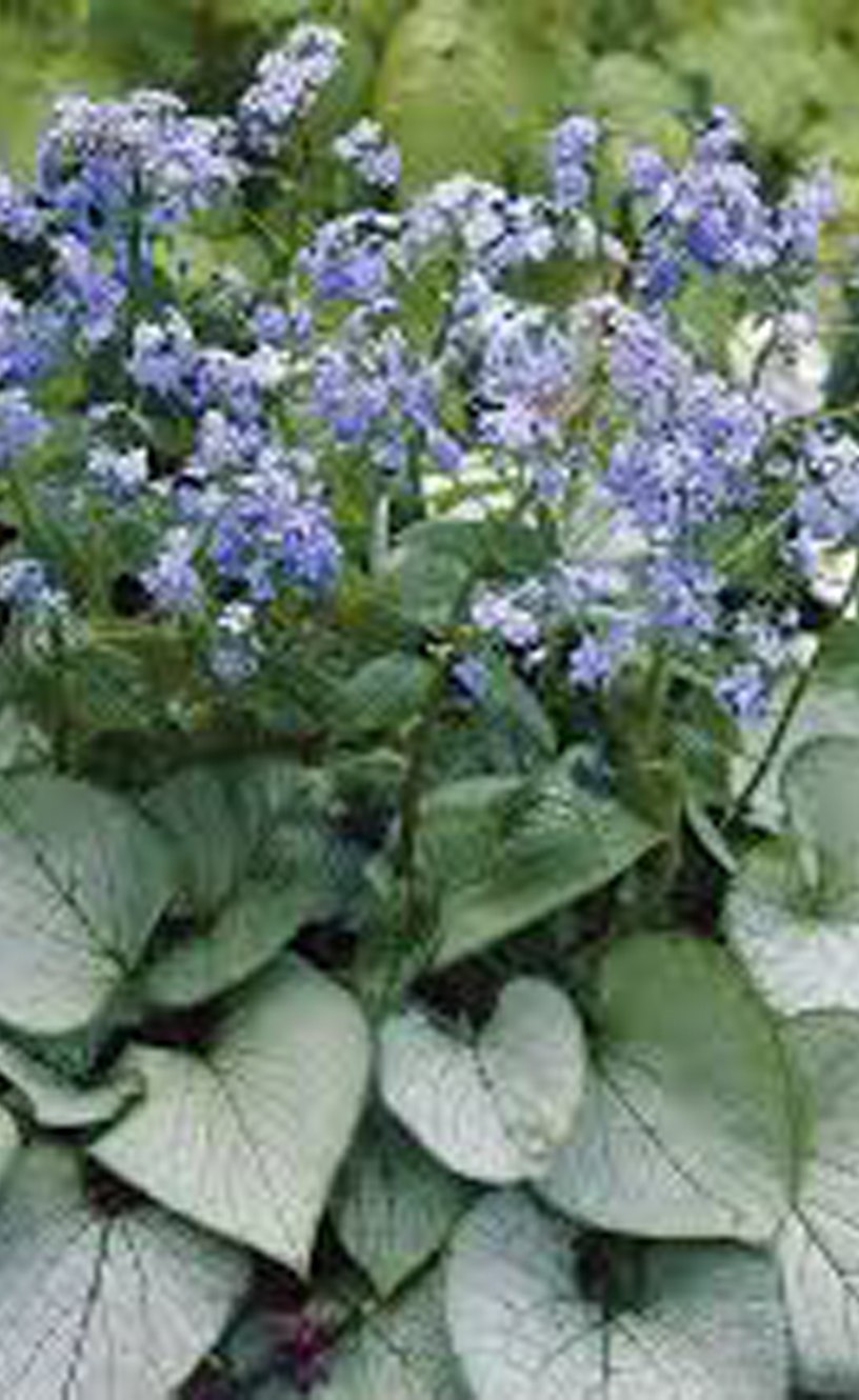 Жизненный цикл пузырчатой головни кукурузы