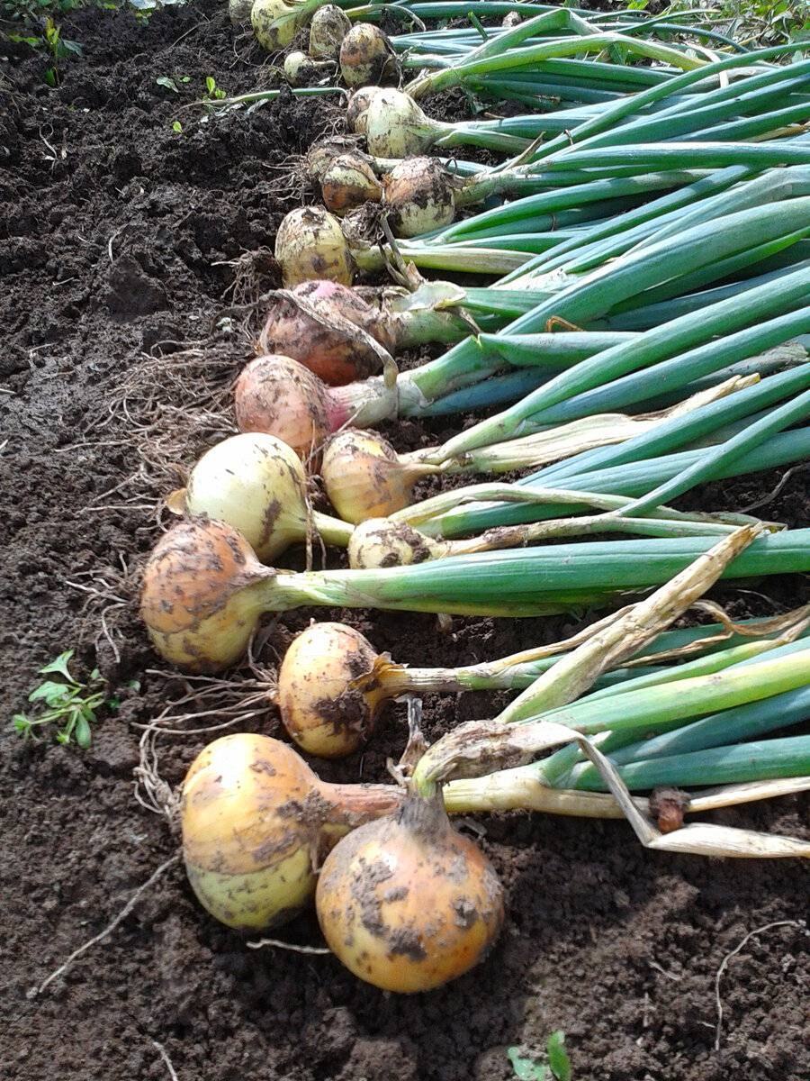 Схема подкормок для репчатого лука