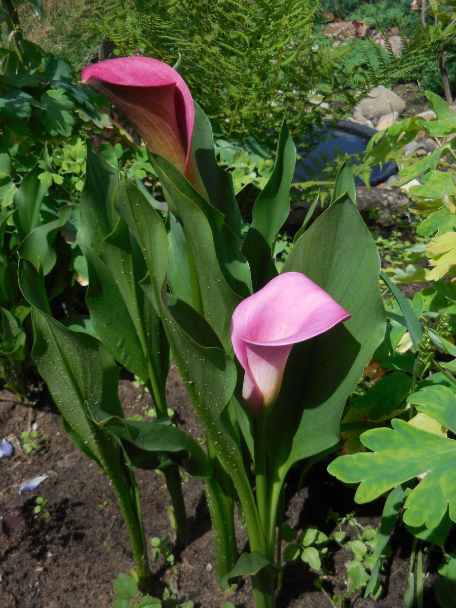 Каллы многолетние садовые