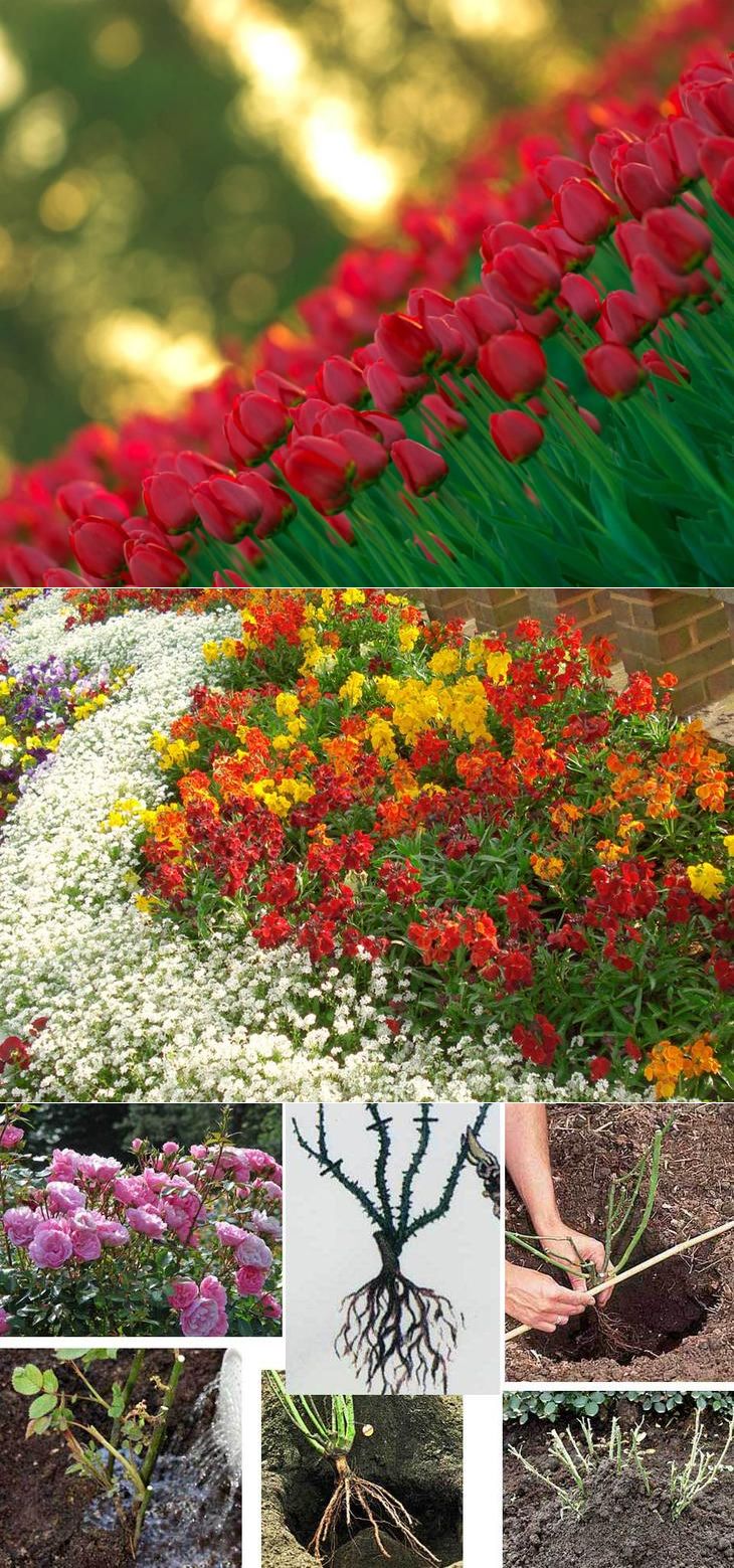 Цветы многолетние сажаются под зиму