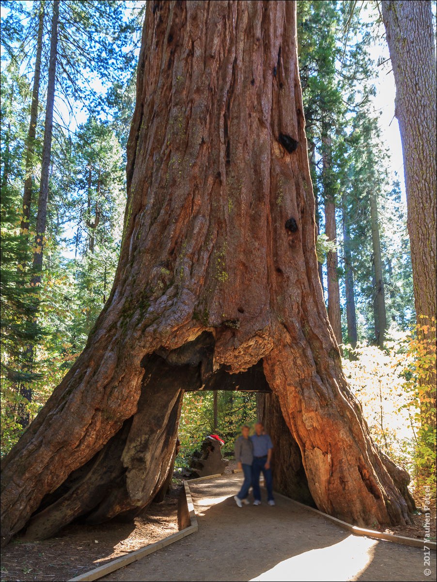 Самое высокое дерево Секвойя Гиперион