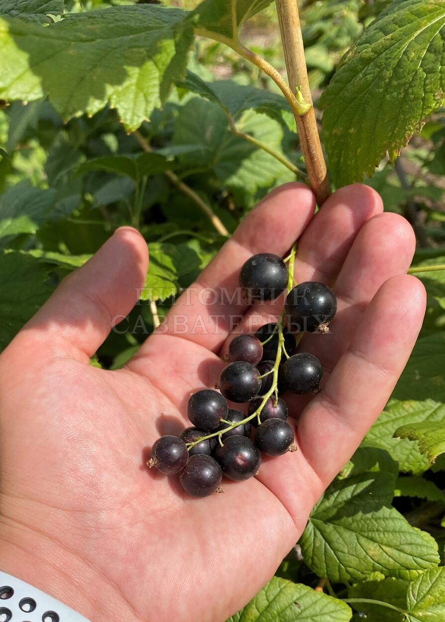 Черная смородина Тамерлан фото