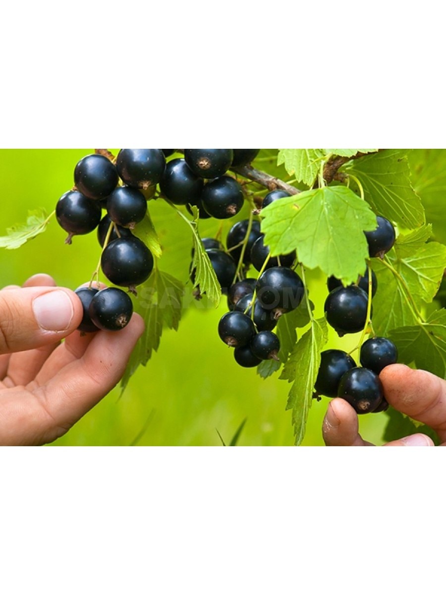 Черная смородина черная Жемчужина