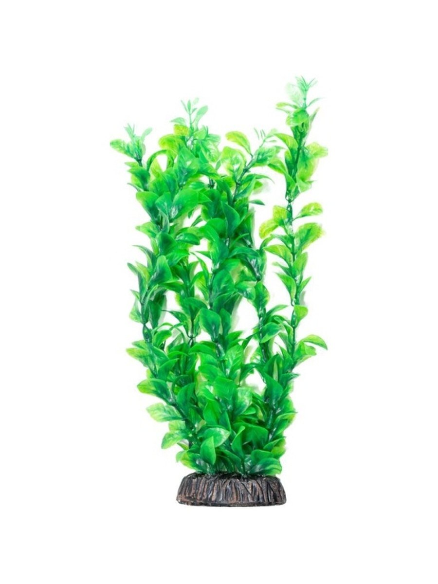 Людвигия палюстрис аквариумное растение