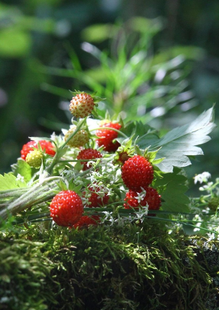 Земляника Лесная