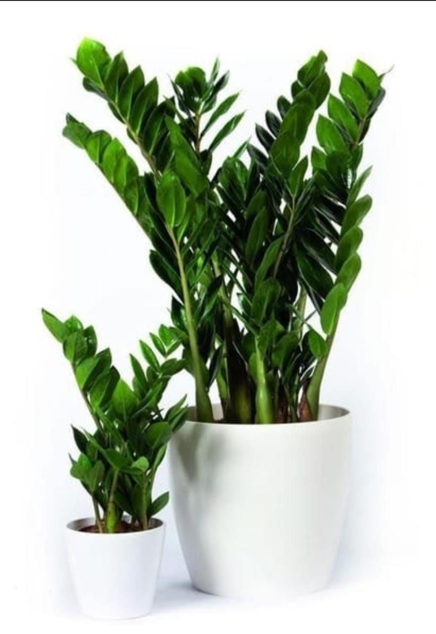 Замиокулькас Буавена