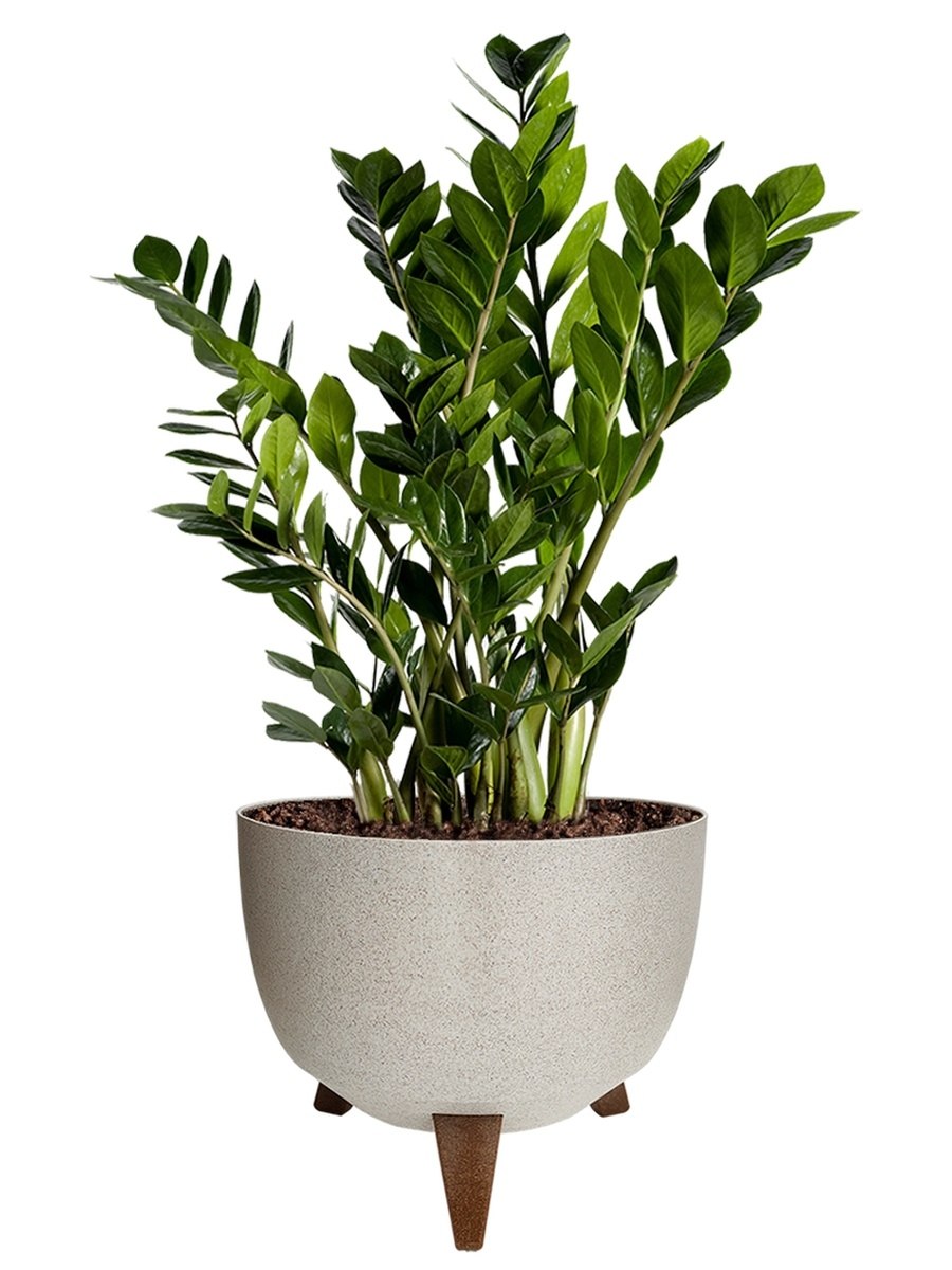 Комнатный цветок замиокулькас