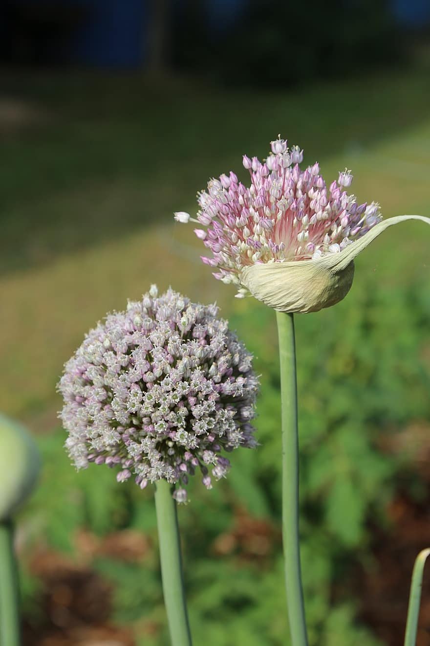 Соцветие лука репчатого
