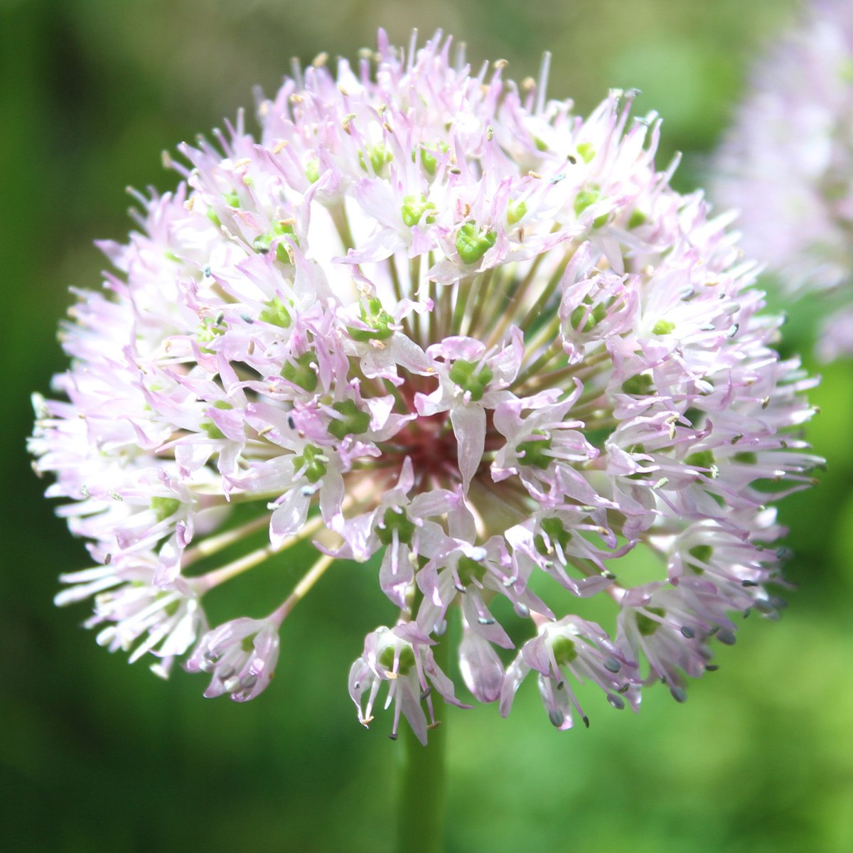 Лук рот. Лук крупный (Allium grande). Allium соцветие. Зонтичный аллиум. Allium winklerianum.