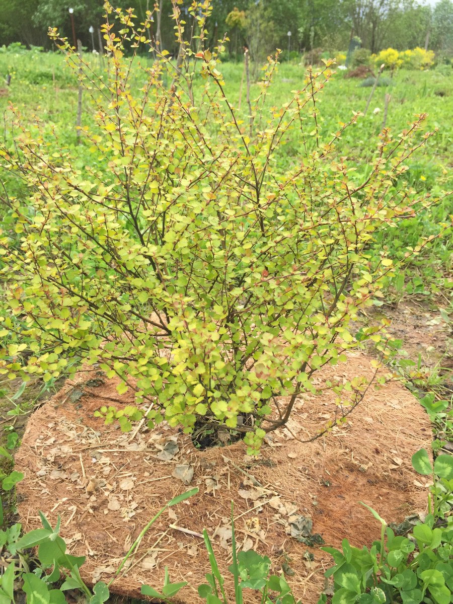Береза карликовая Betula Nana Golden Treasure