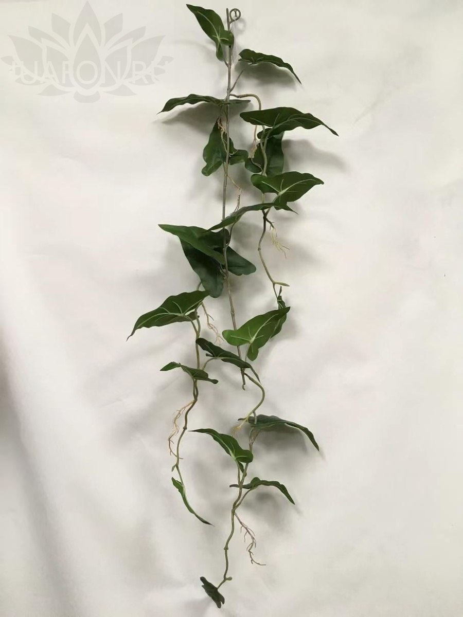 Рускус хипоглоссум