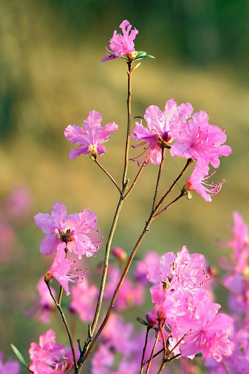 Багульник болотный